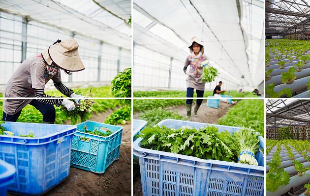 公司餐饮管理的有效途径及其作用——兼论上海食堂承包与软件外包服务的协同价值
